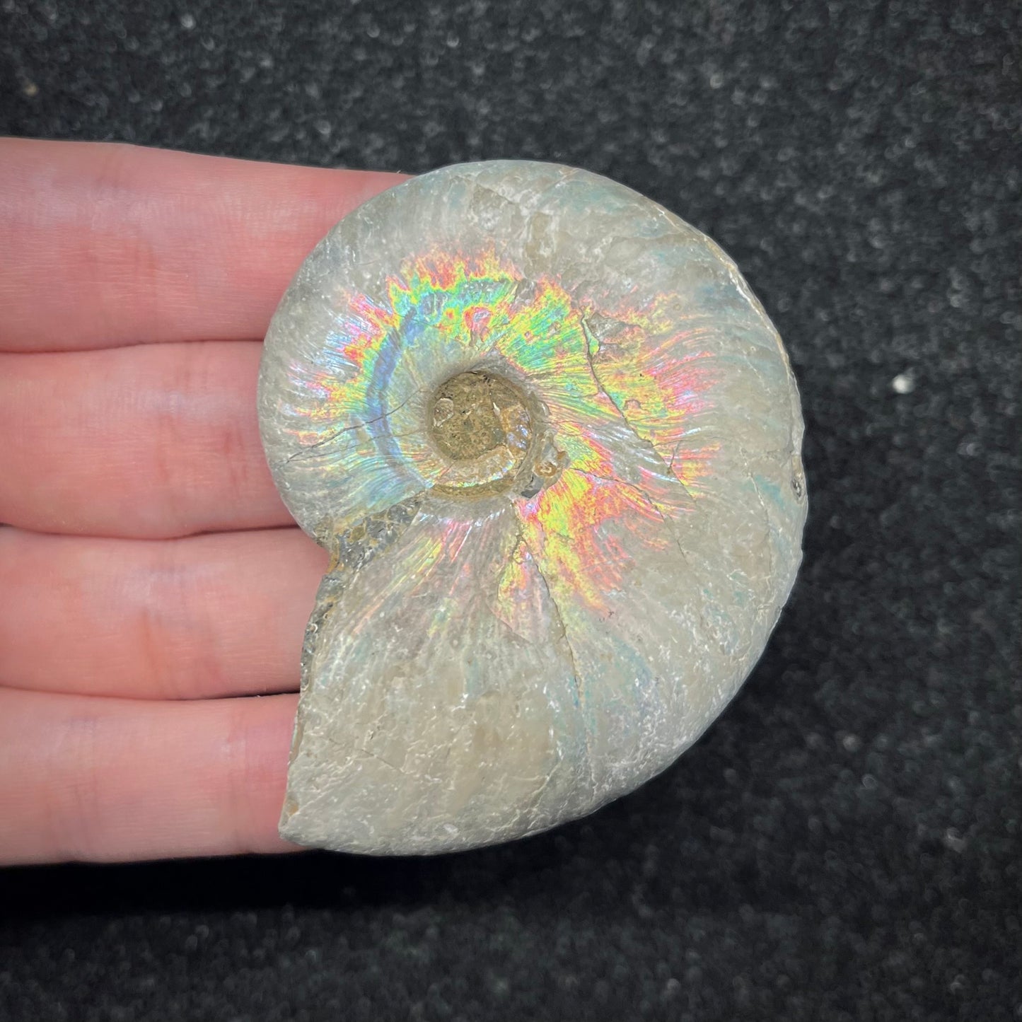 F2959 | Ammonite | Cleoniceras sp.