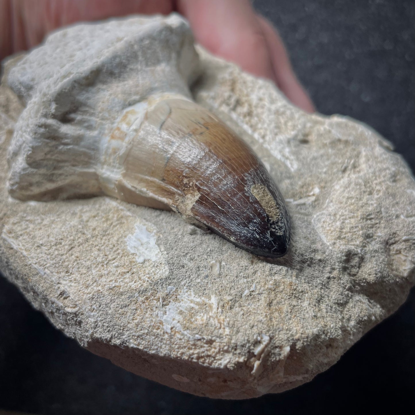 F1921 | RARO | Mosasauro | Prognathodon curii