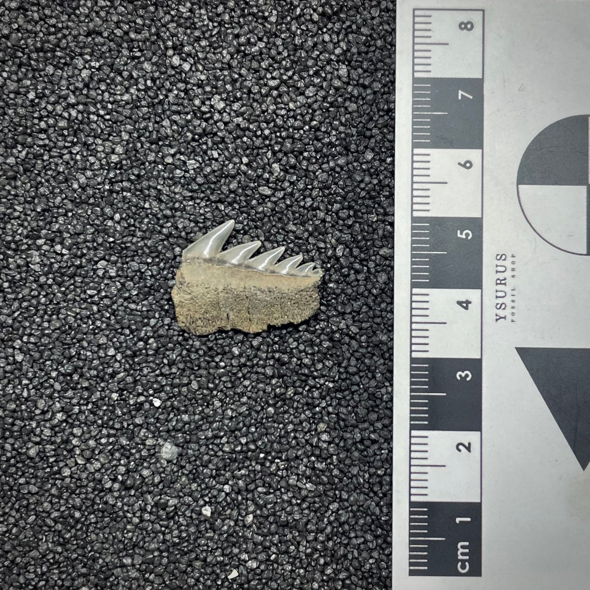 F3029 | Squalo | Notorynchus cepedianus