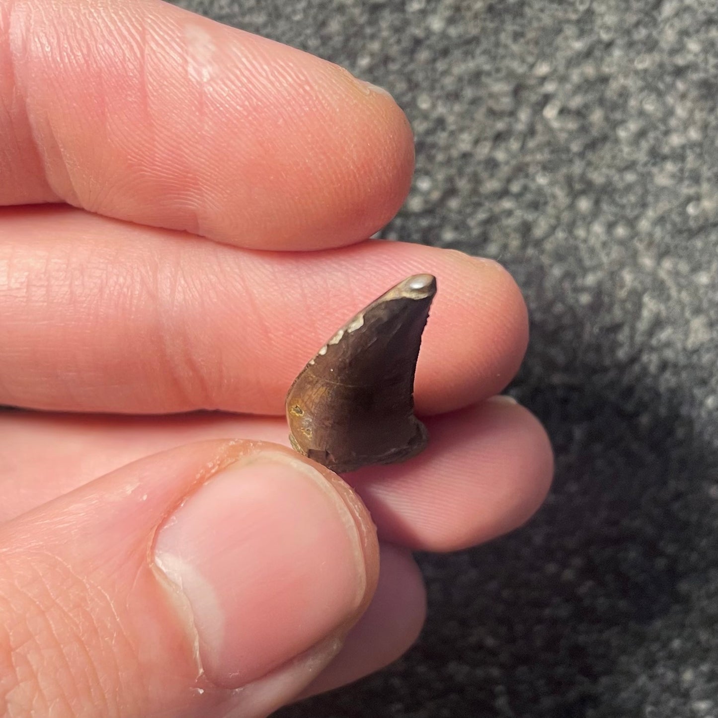 F2255 | Dinosauro | Nanotyrannus sp.