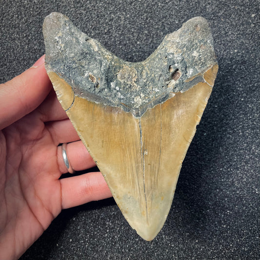 F2579 | Squalo | Otodus megalodon