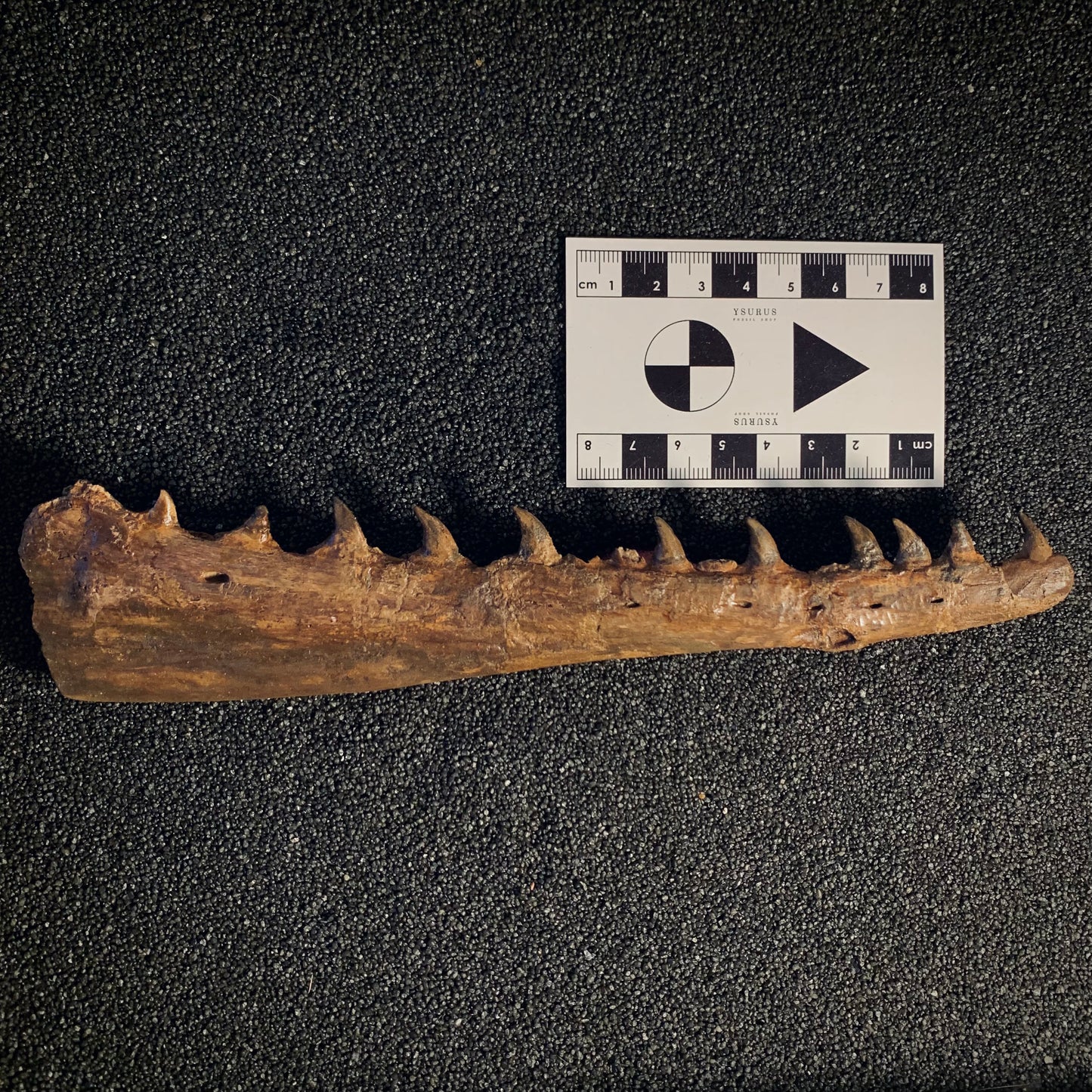 F398 | Mosasauro | Tethysaurus nopcsai