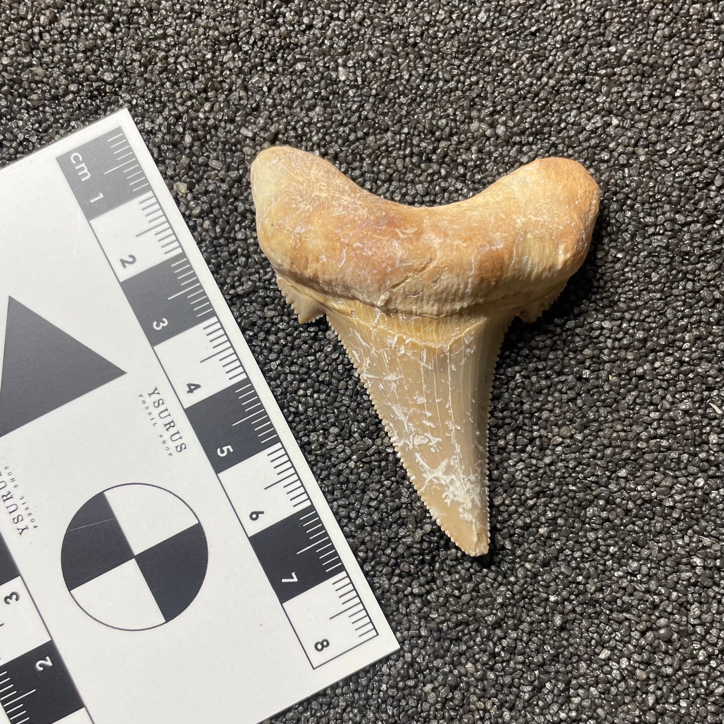 F2502 | Squalo | Otodus sokolovi