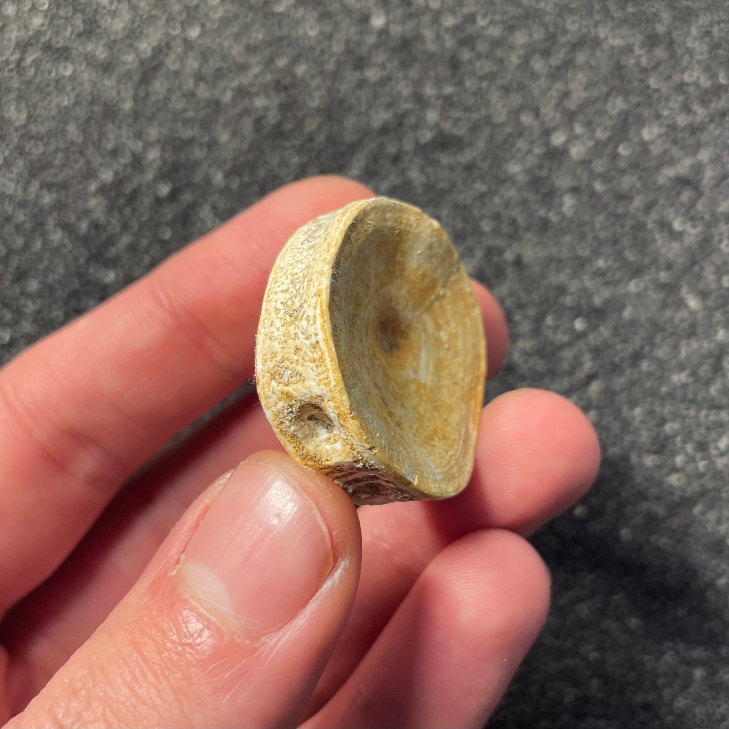 F2207 | Squalo | Selachimorpha indet.