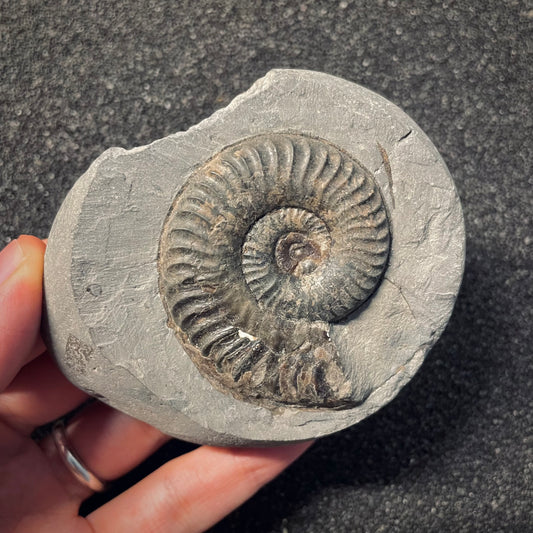 F1982 | Ammonite | Schlothemia sp.