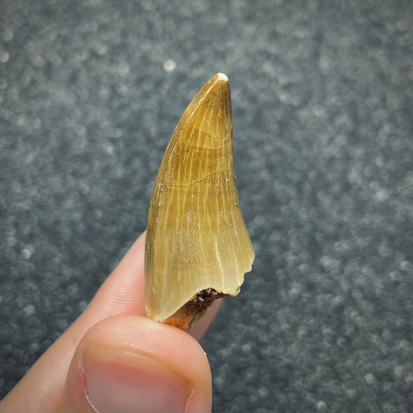 F2687 | Mosasauro | Prognathodon sp.