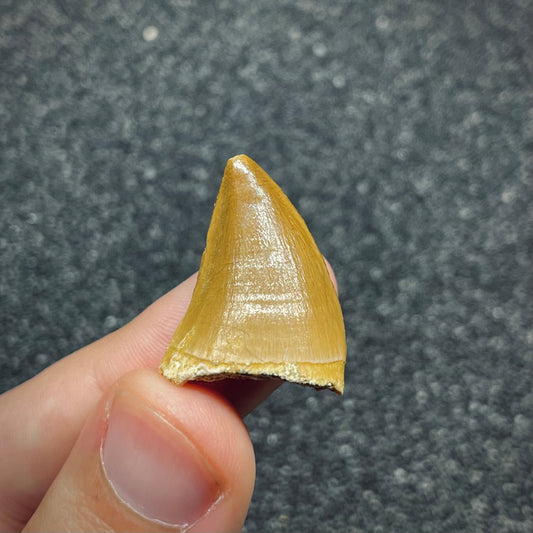 F2686 | Mosasauro | Prognathodon sp.