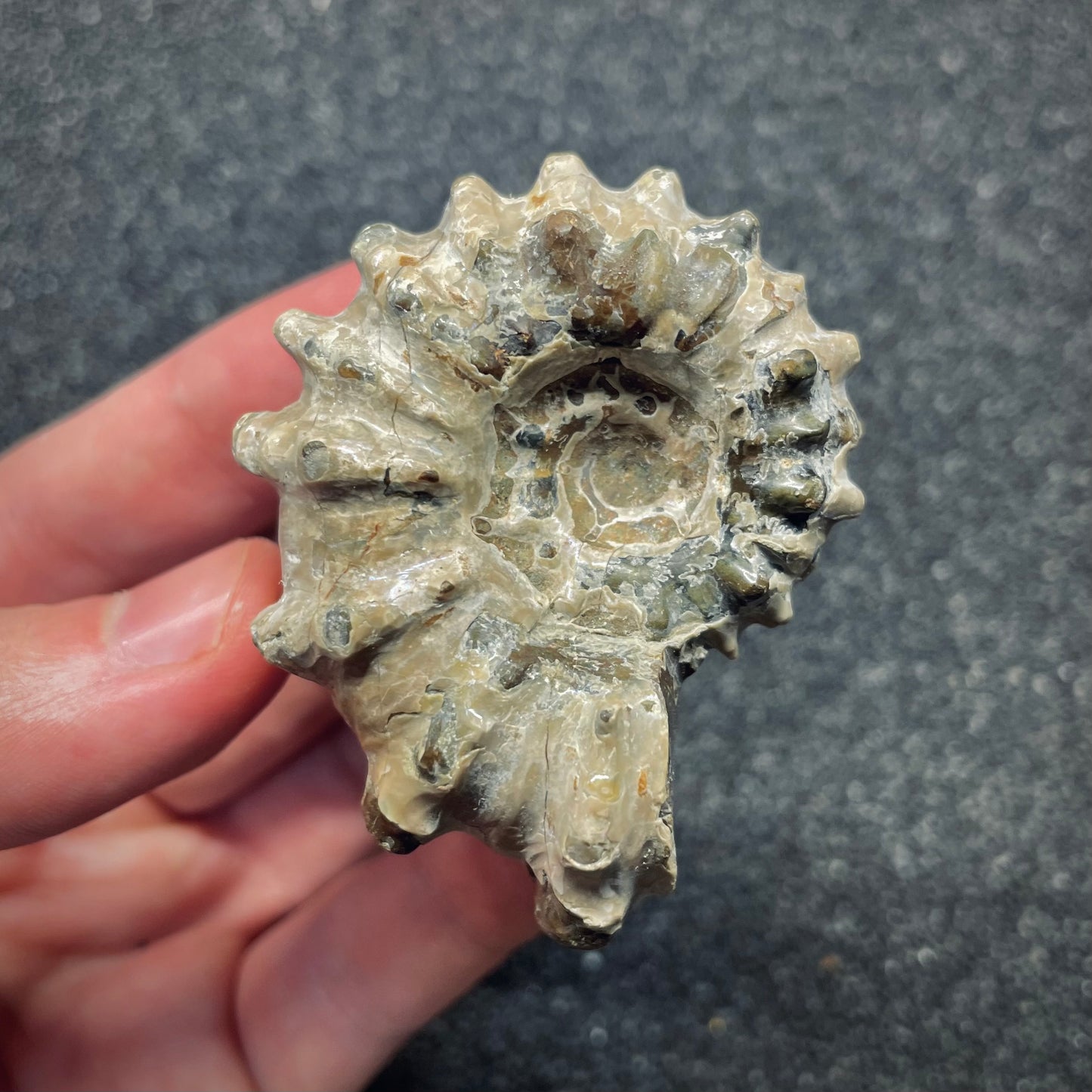 F2655 | Ammonite | Douvilleiceras sp.