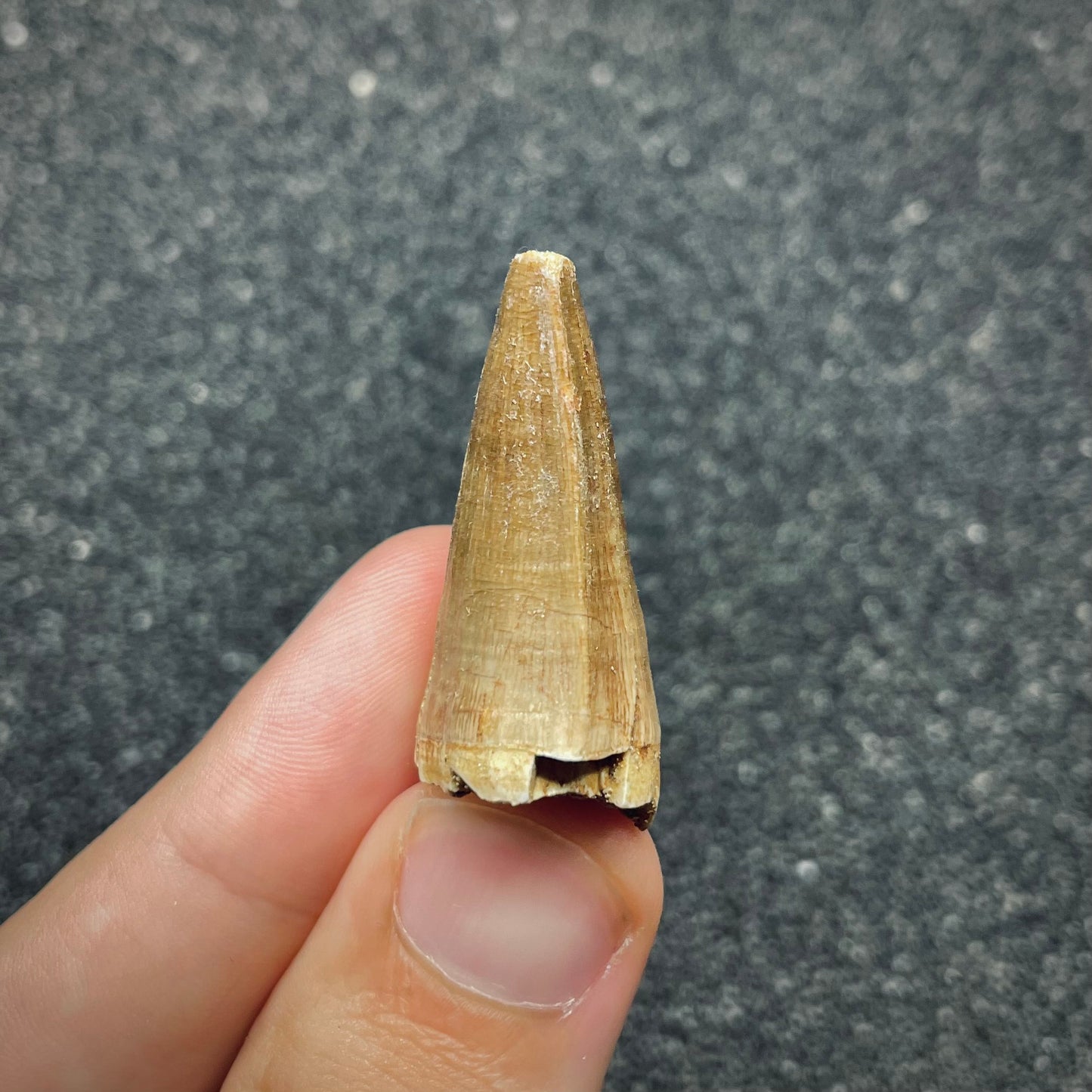 F2688 | Mosasauro | Prognathodon sp.
