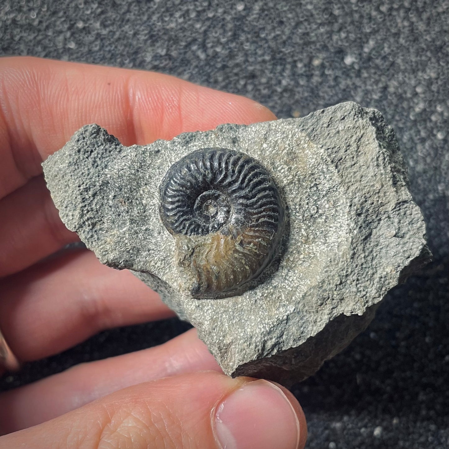 F2574 | Ammonite | Graphoceratidae indet.