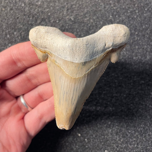 F2475 | Squalo | Otodus sokolovi