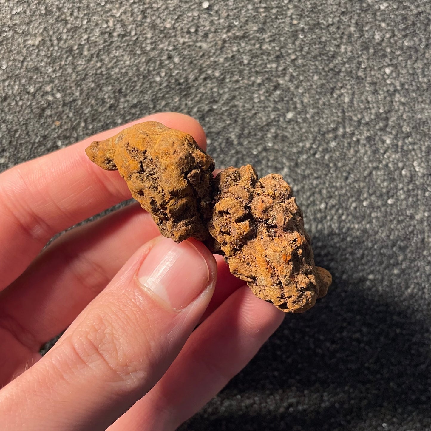 F2456 | Coprolite - Cololite | Testuggine