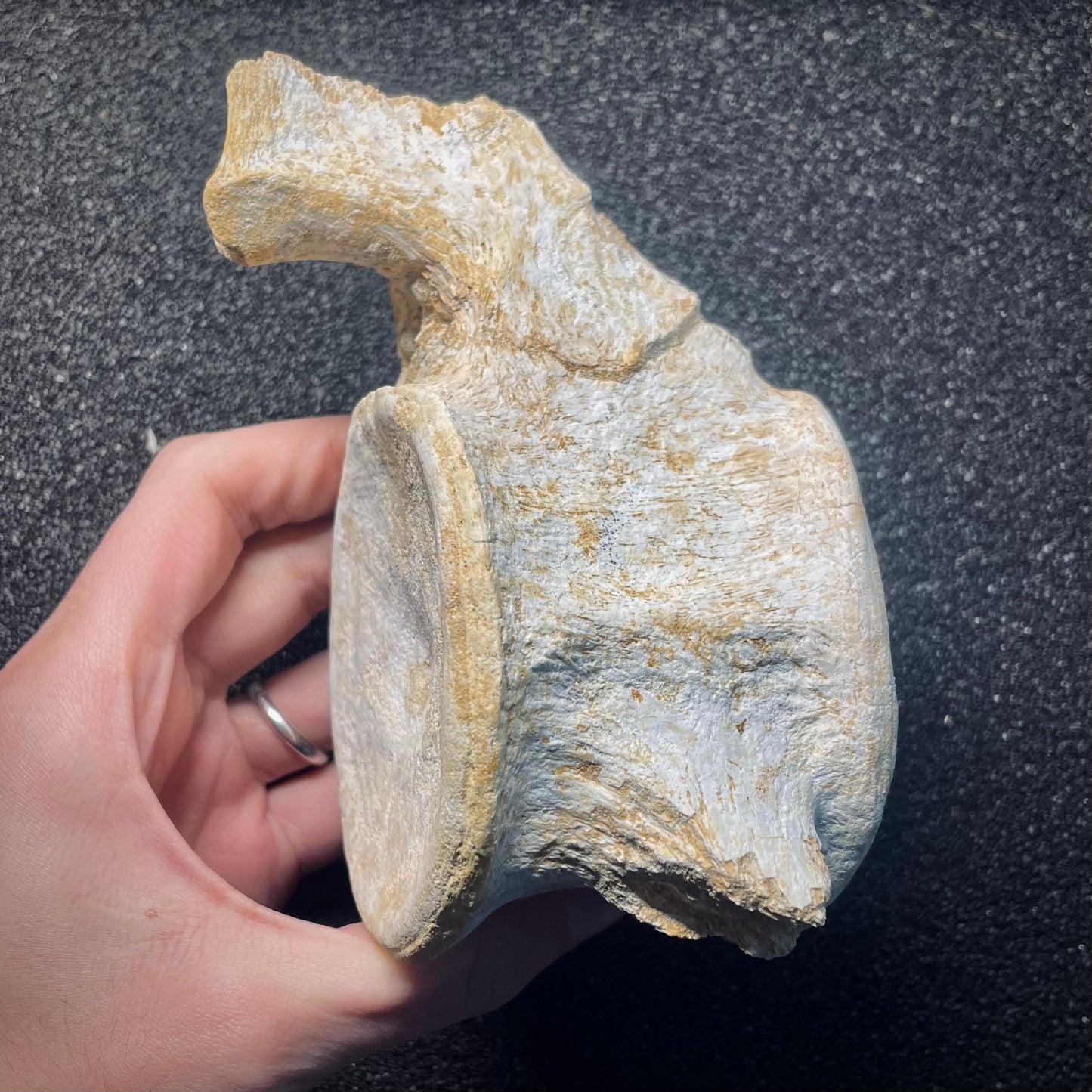 F2146 | Mosasauro | Mosasauridae indet.