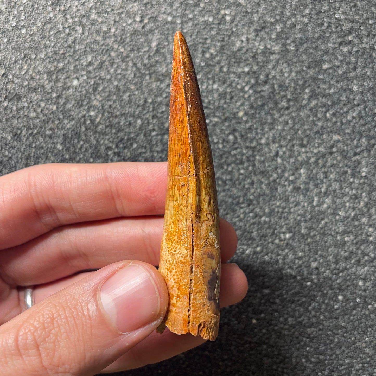 F2096 | Dinosauro | Spinosaurus aegyptiacus