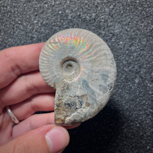 F2018 | Ammonite | Cleoniceras sp.