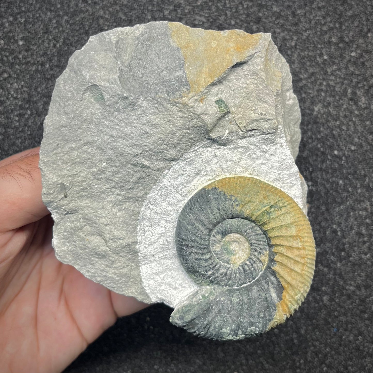 F2902 | Ammonite | Ataxioceras sp.