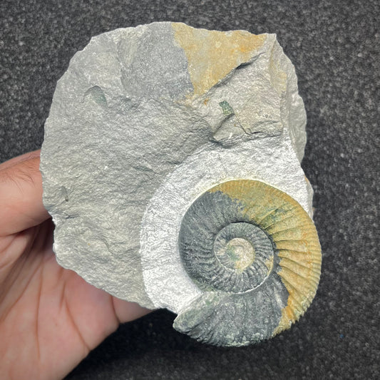 F2902 | Ammonite | Ataxioceras sp.
