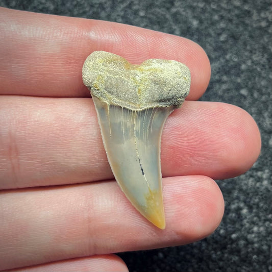 F2748 | Squalo | Carcharodon planus