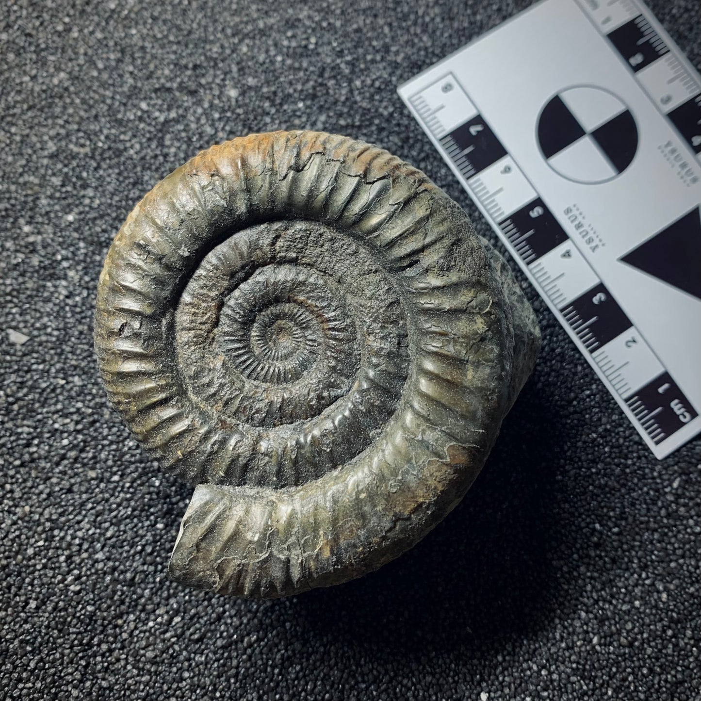 F526 | Ammonite | Dactylioceras commune