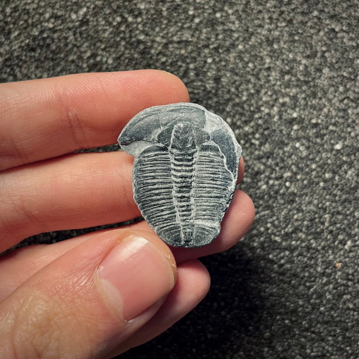 F2140 | Trilobite | Elrathia kingii