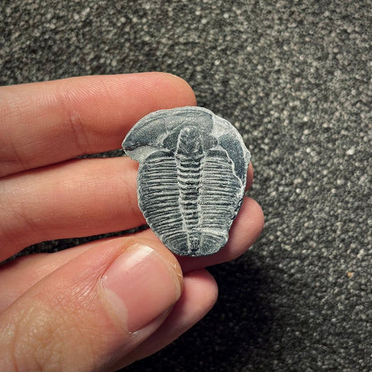 F2140 | Trilobite | Elrathia kingii