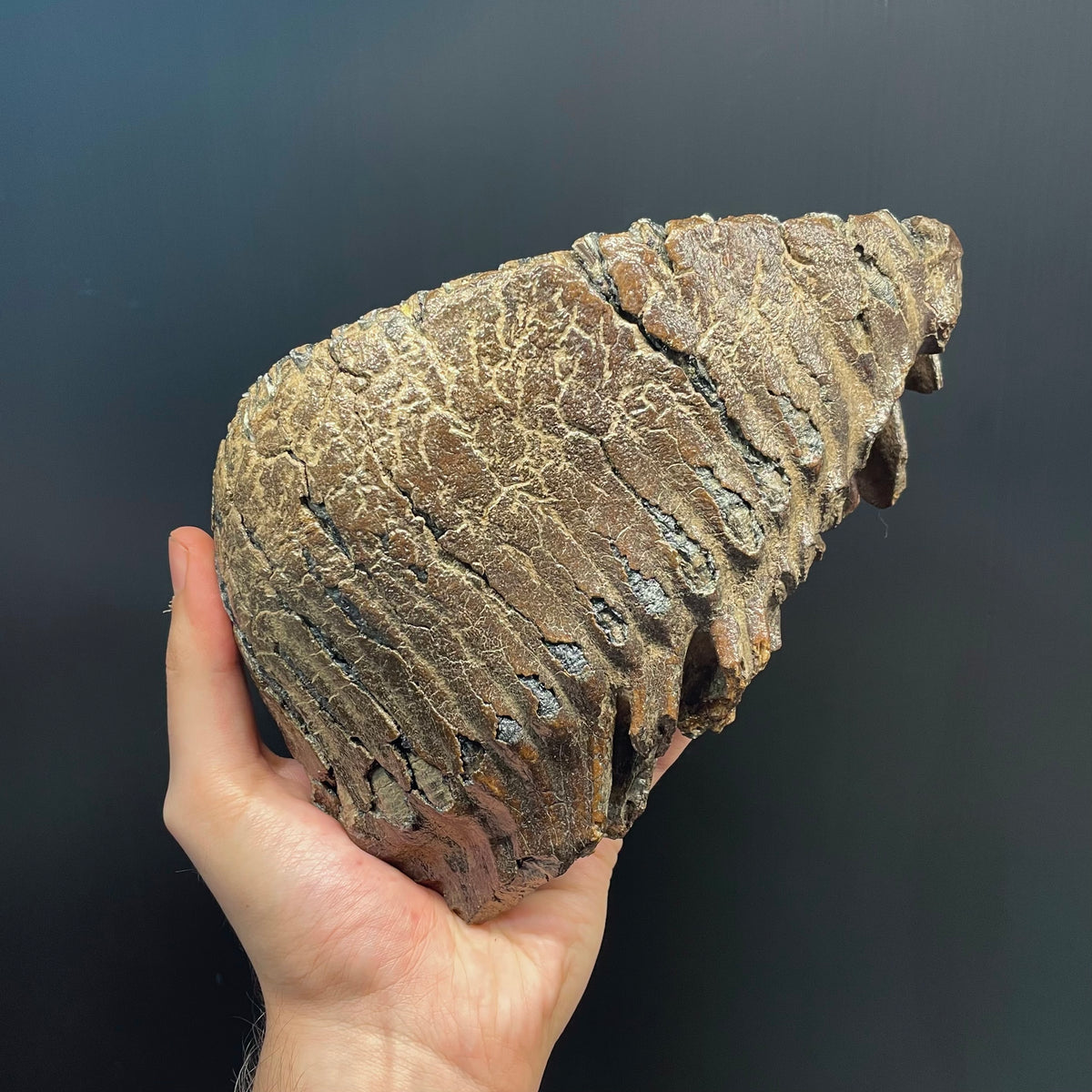 F3079 | Mammut | Mammuthus sp.