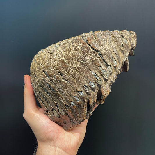 F3079 | Mammut | Mammuthus sp.