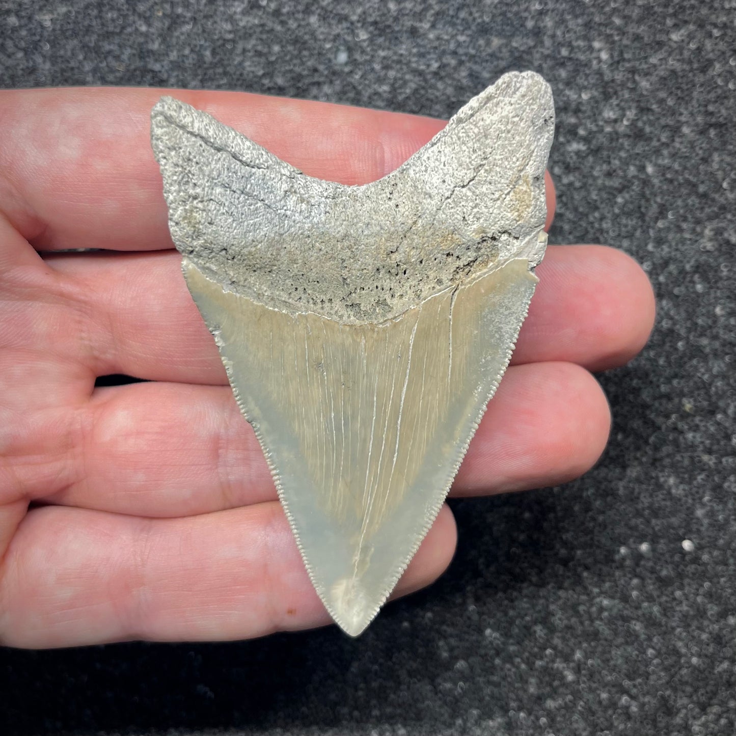 F2865 | RARO | Squalo | Otodus megalodon