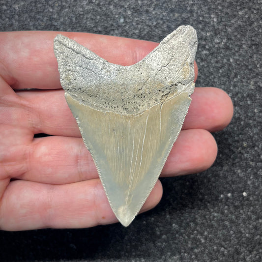 F2865 | RARO | Squalo | Otodus megalodon