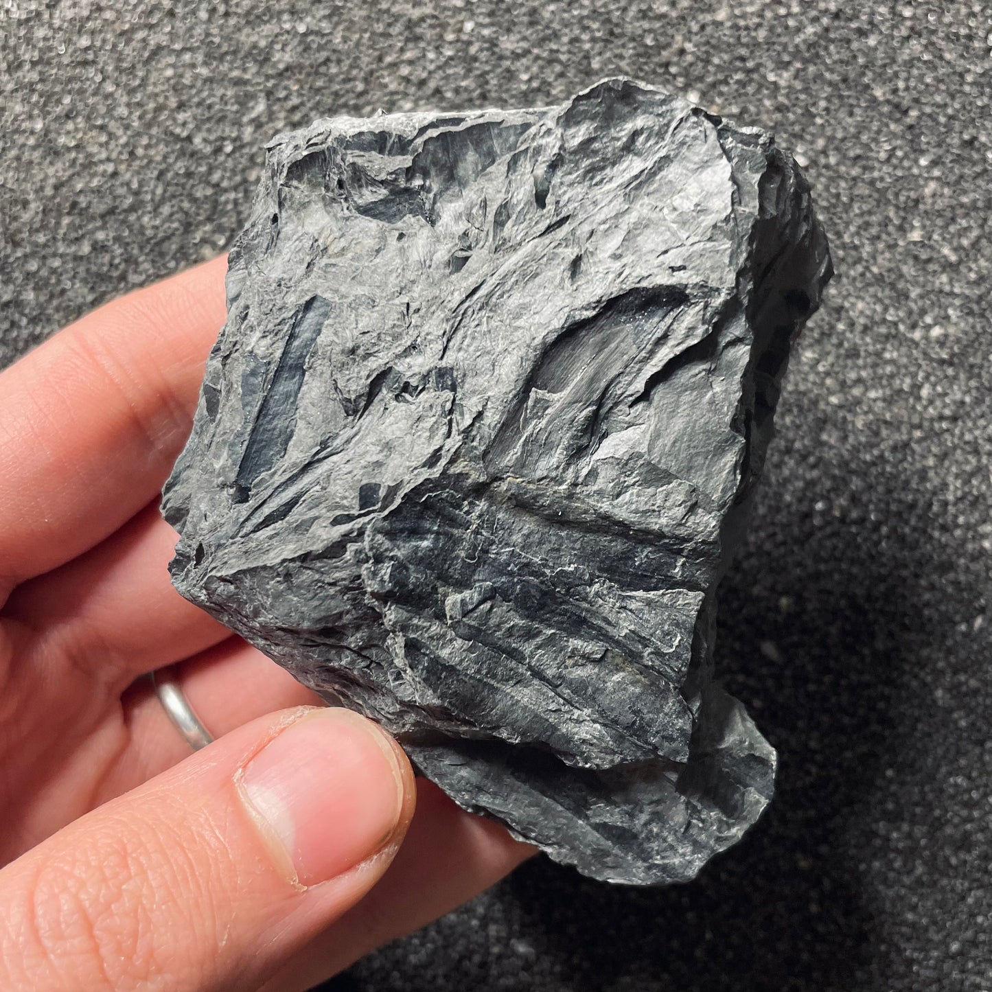 F2492 | Pianta | Seme