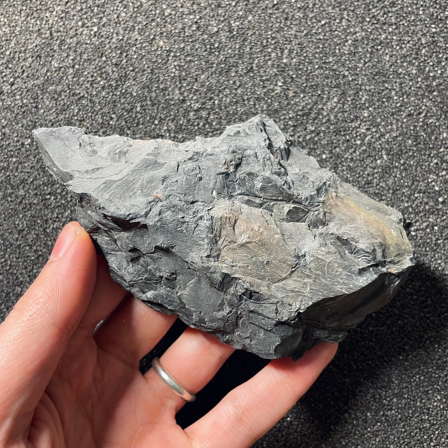 F2488 | Pianta | Palmatopteris sarana