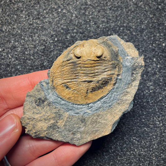F1589 | Trilobite | Nobiliasaphus nobilis