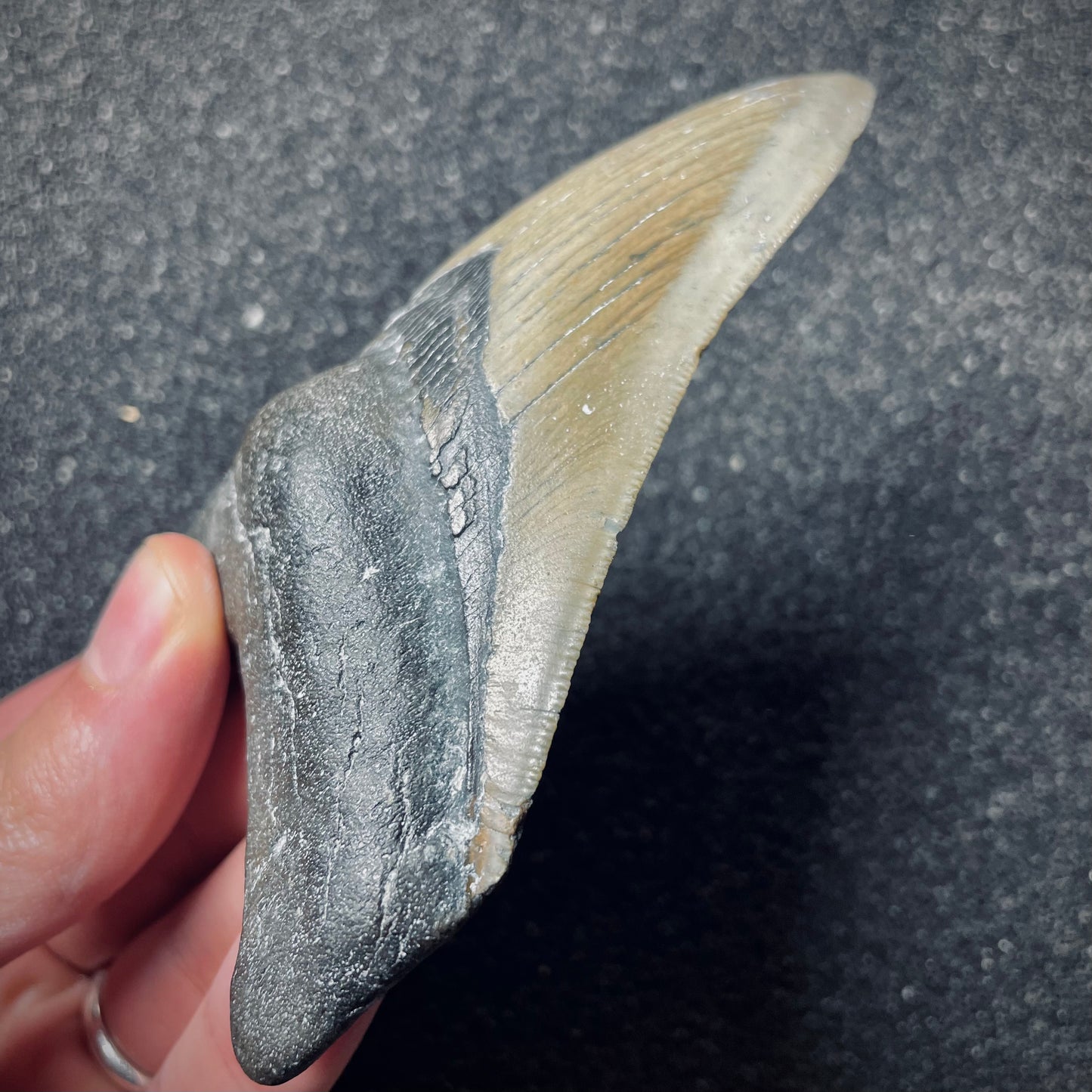 F1852 | Squalo | Otodus megalodon