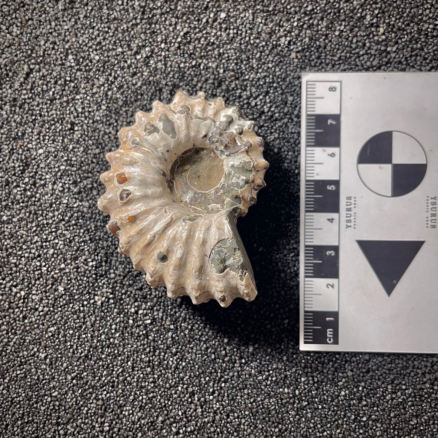 F2019 | Ammonite | Douvilleiceras sp.