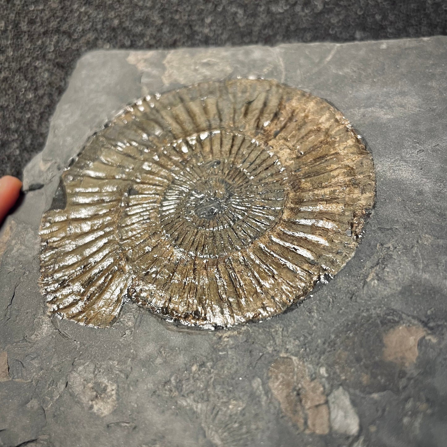 F2165 | Ammonite | Dactylioceras commune