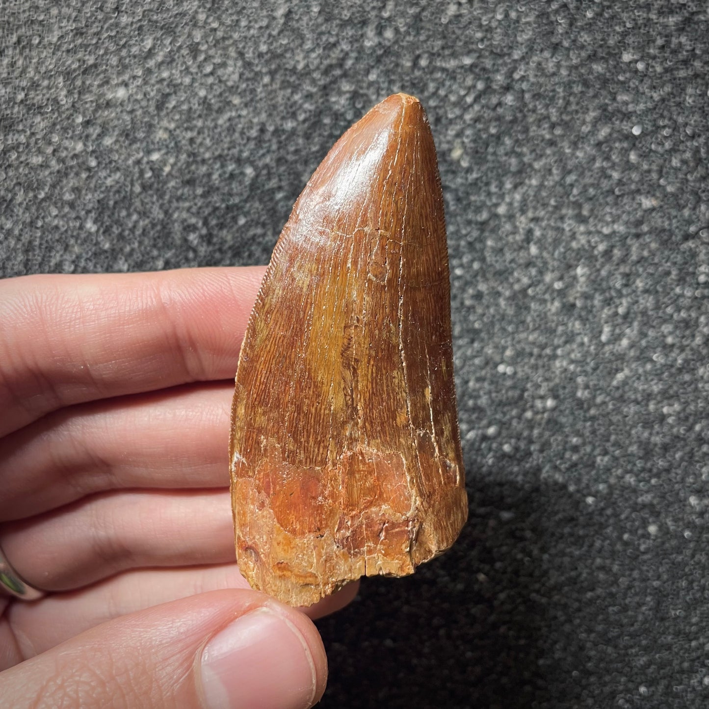 F2094 | Dinosauro | Carcharodontosaurus saharicus