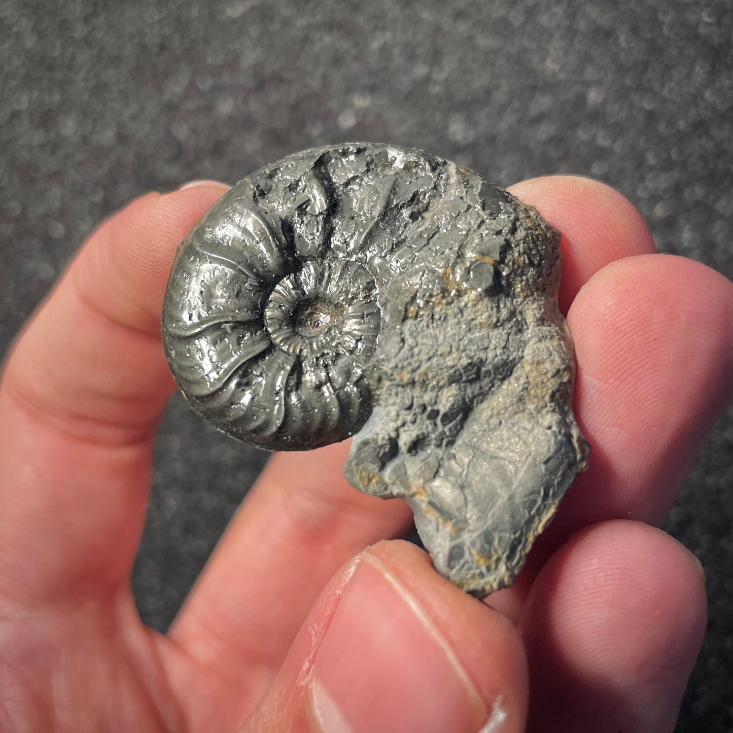 F2173 | Ammonite | Graphoceratidae indet.