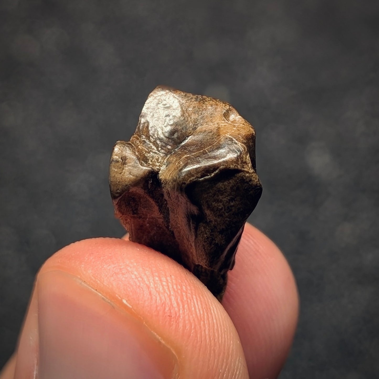 F2799 | Dinosauro | Triceratops sp.