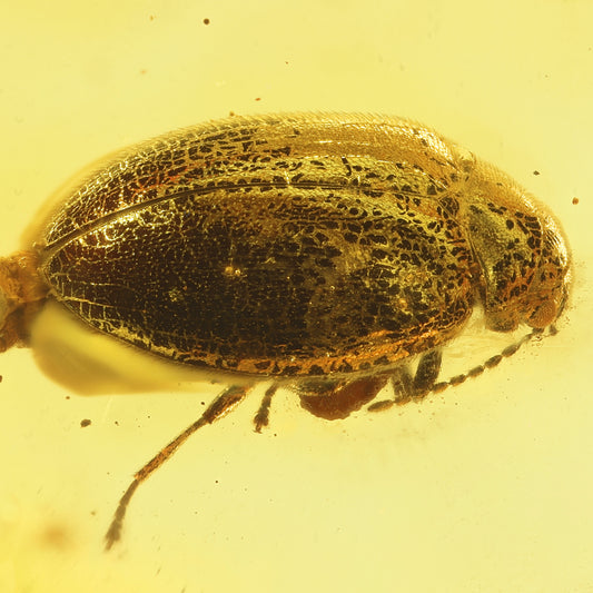 F2082 | Ambra con inclusione | Scirtidae indet.
