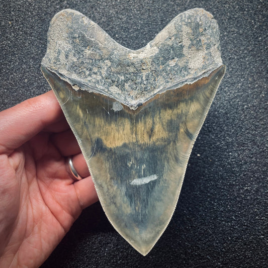 F1888 | Squalo | Otodus megalodon