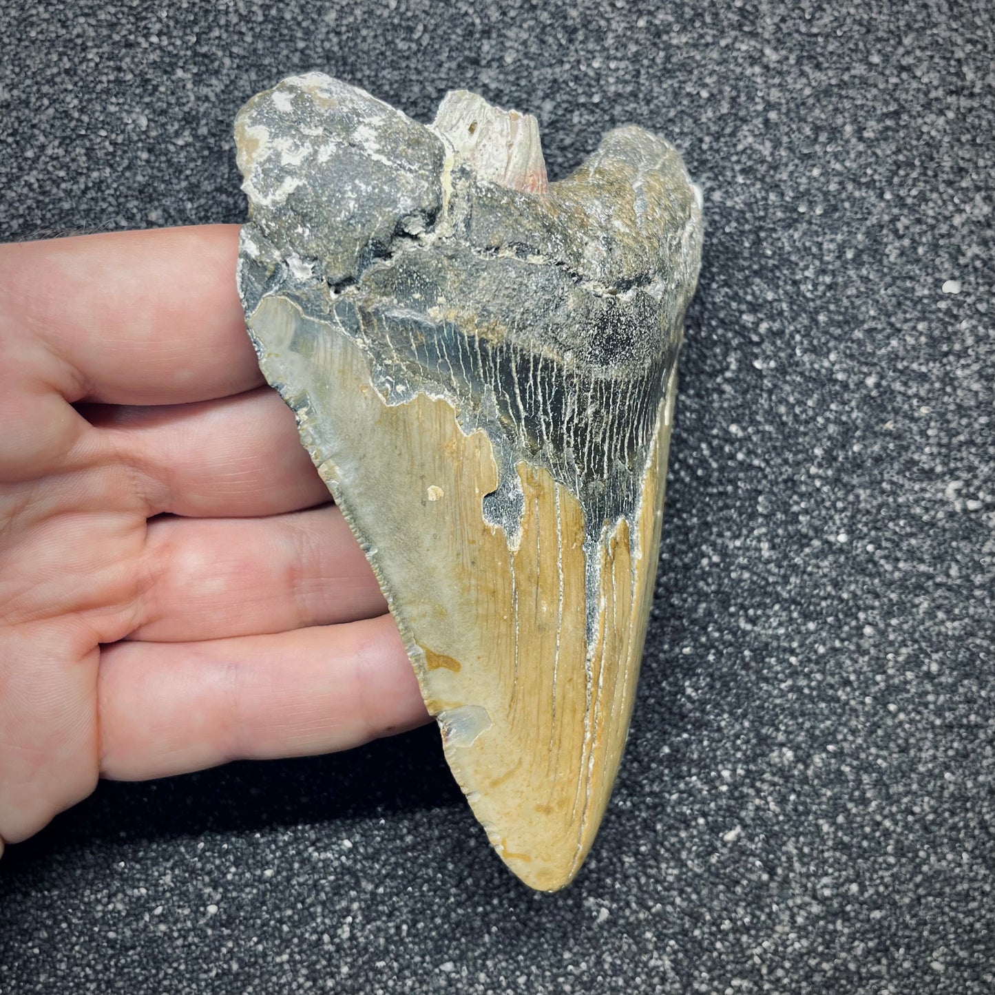 F2777 | Squalo | Otodus megalodon