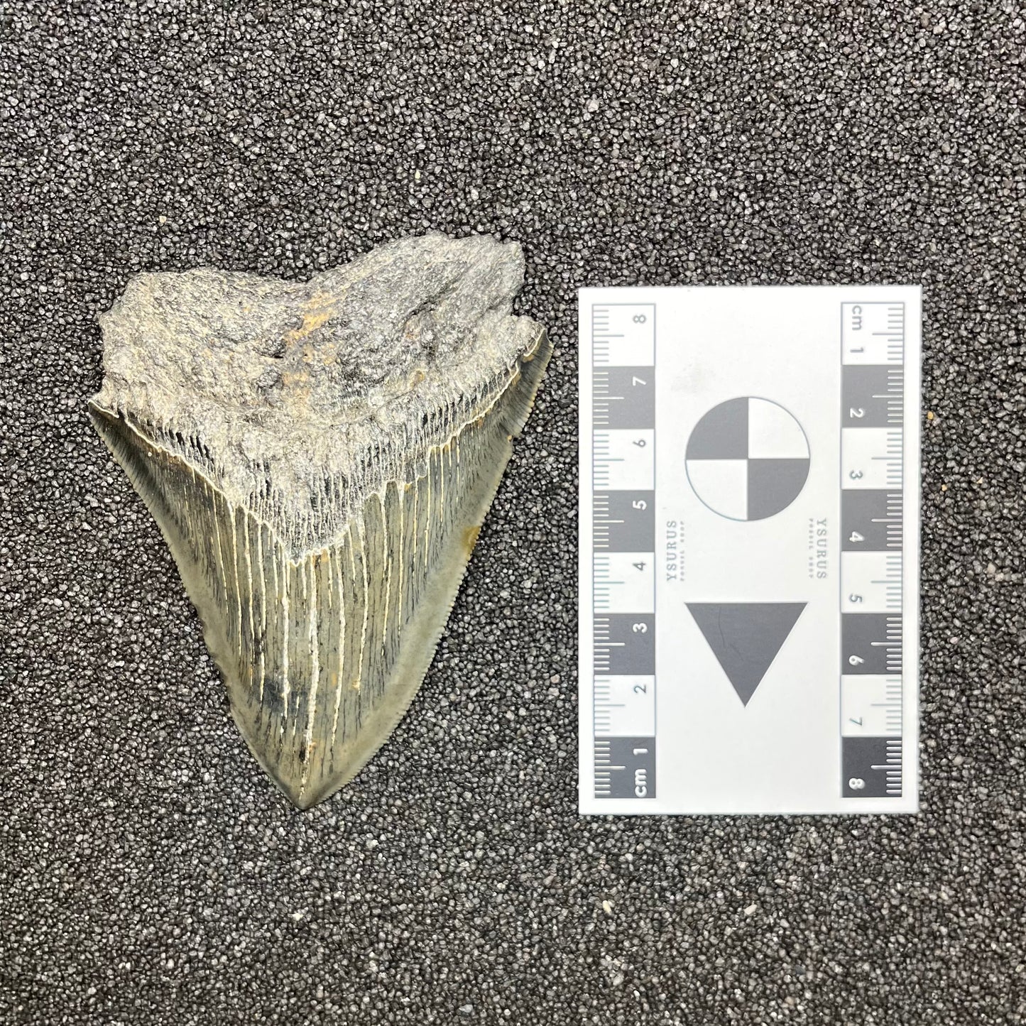 F2779 | Squalo | Otodus megalodon