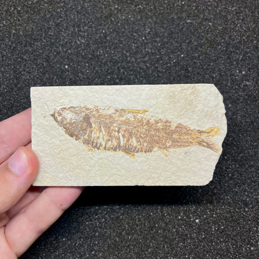 F2724 | Pesce | Knightia eocaena