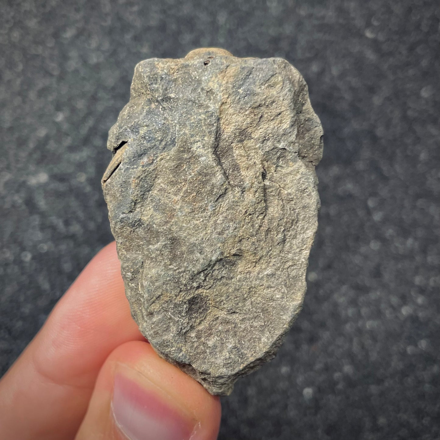 F2622 | Trilobite | Flexicalymene sp.