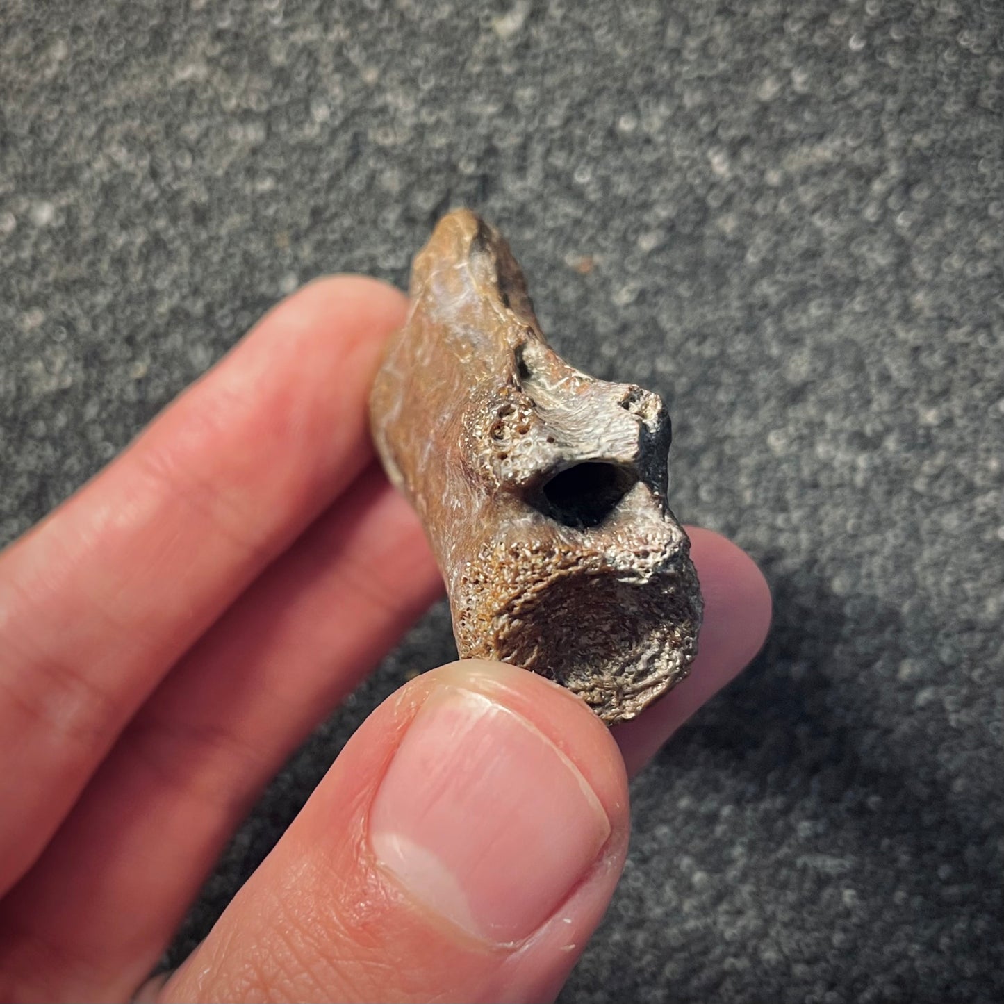 F2051 | Dinosauro | Ornithomimidae indet.