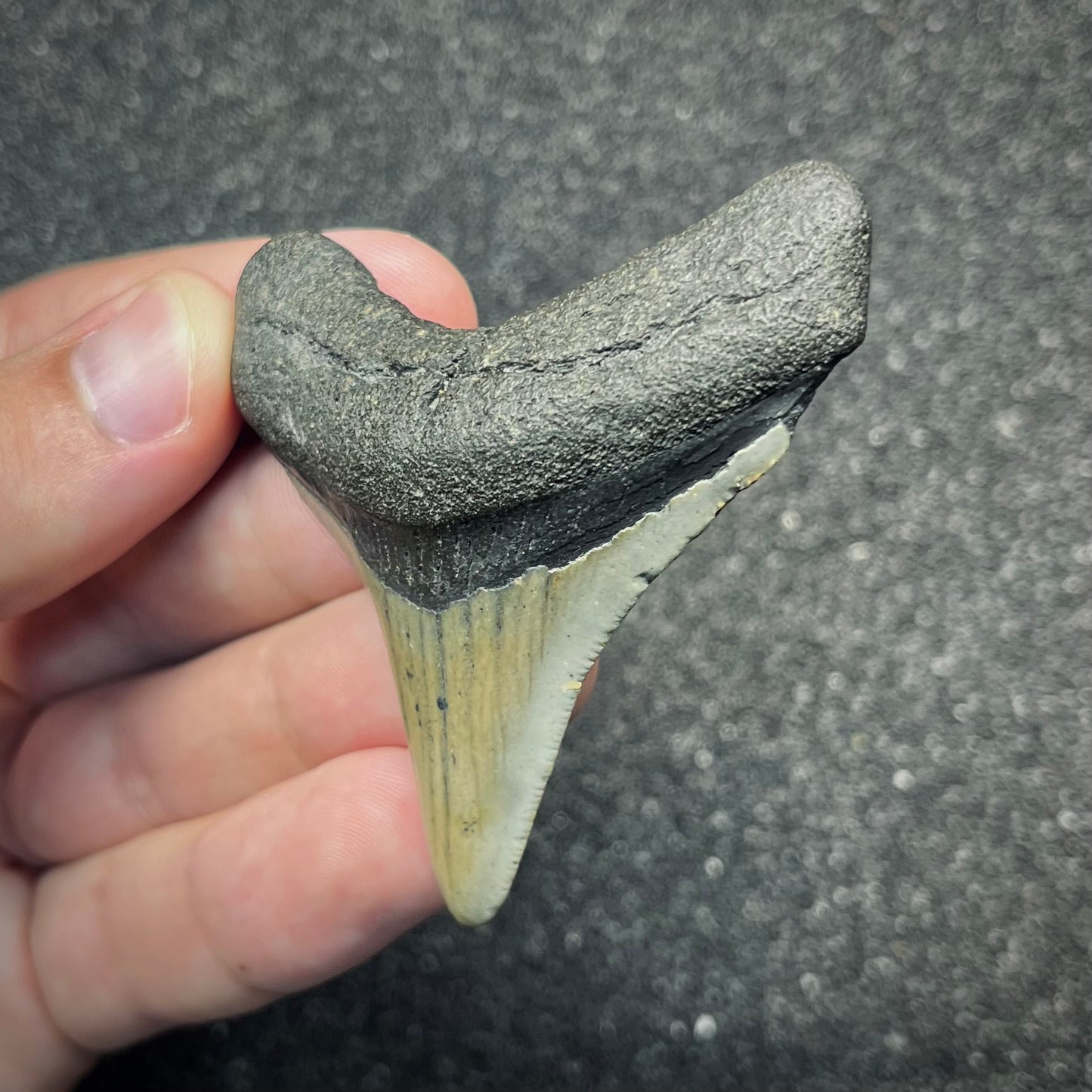 F2876 | Squalo | Otodus megalodon
