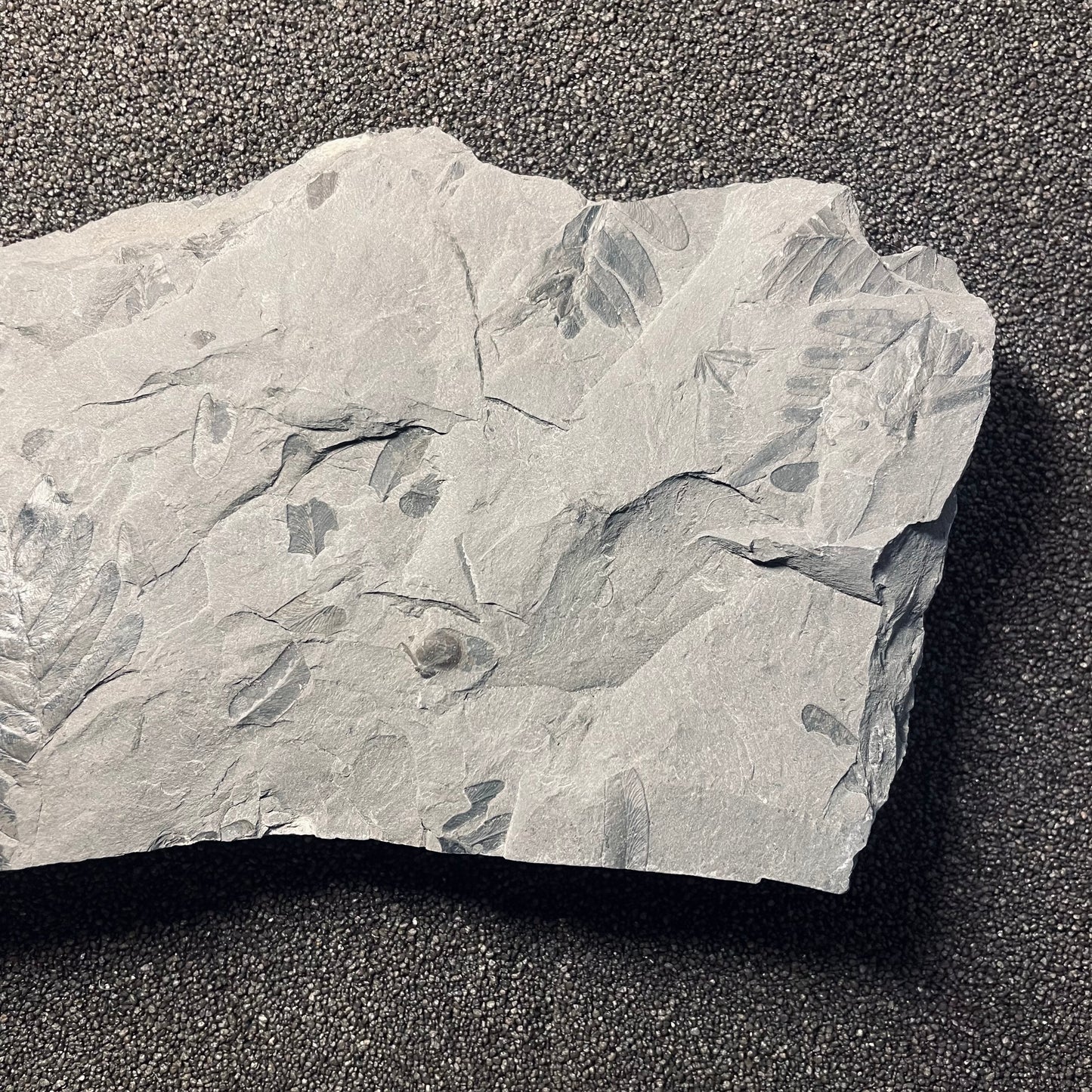 F2479 | Pianta | Neuropteris sp.