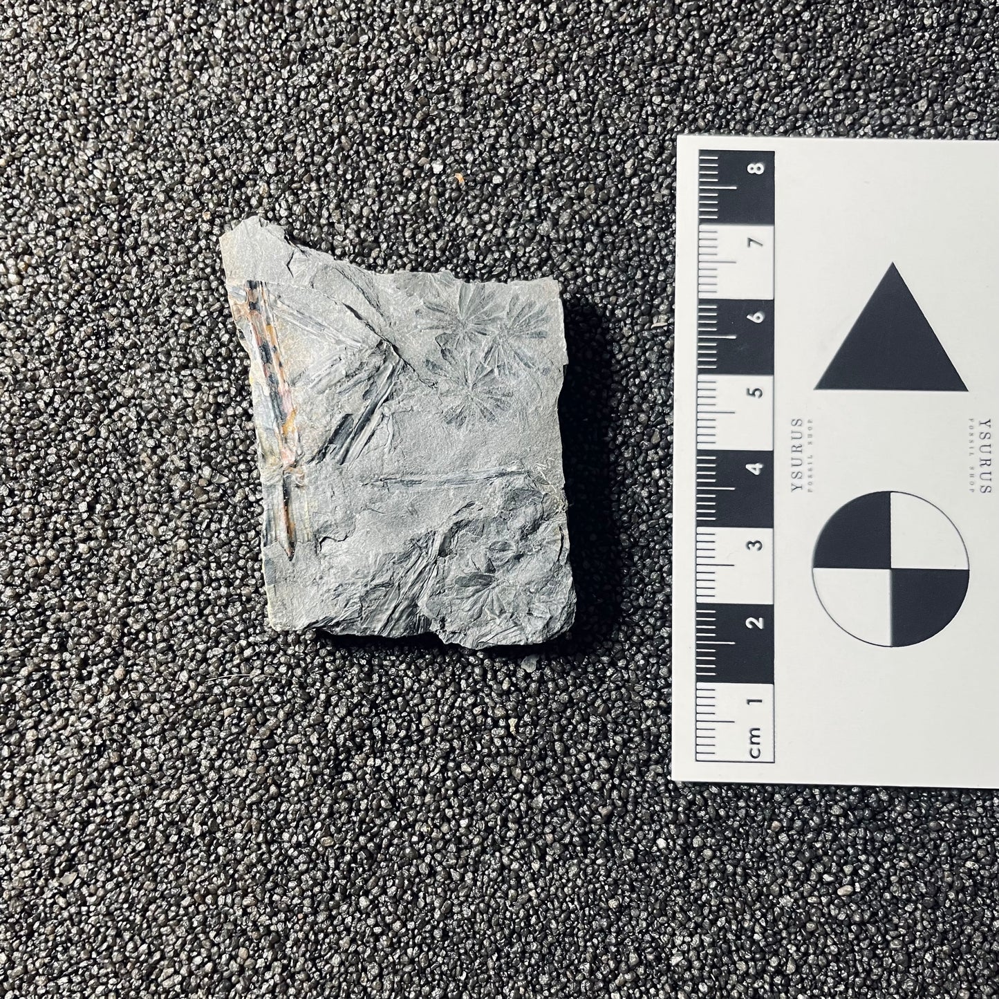 F2494 | Pianta | Annularia sp.