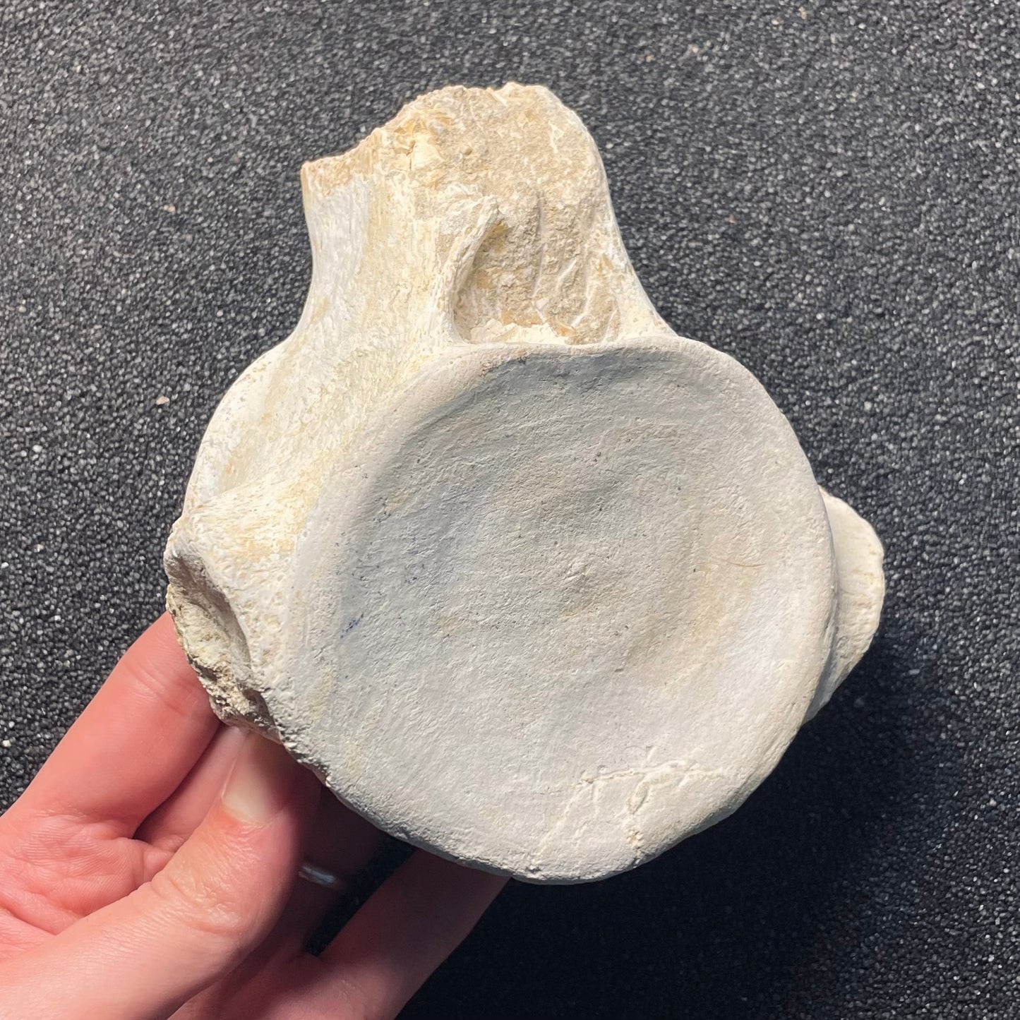 F2123 | Mosasauro | Mosasauridae indet.