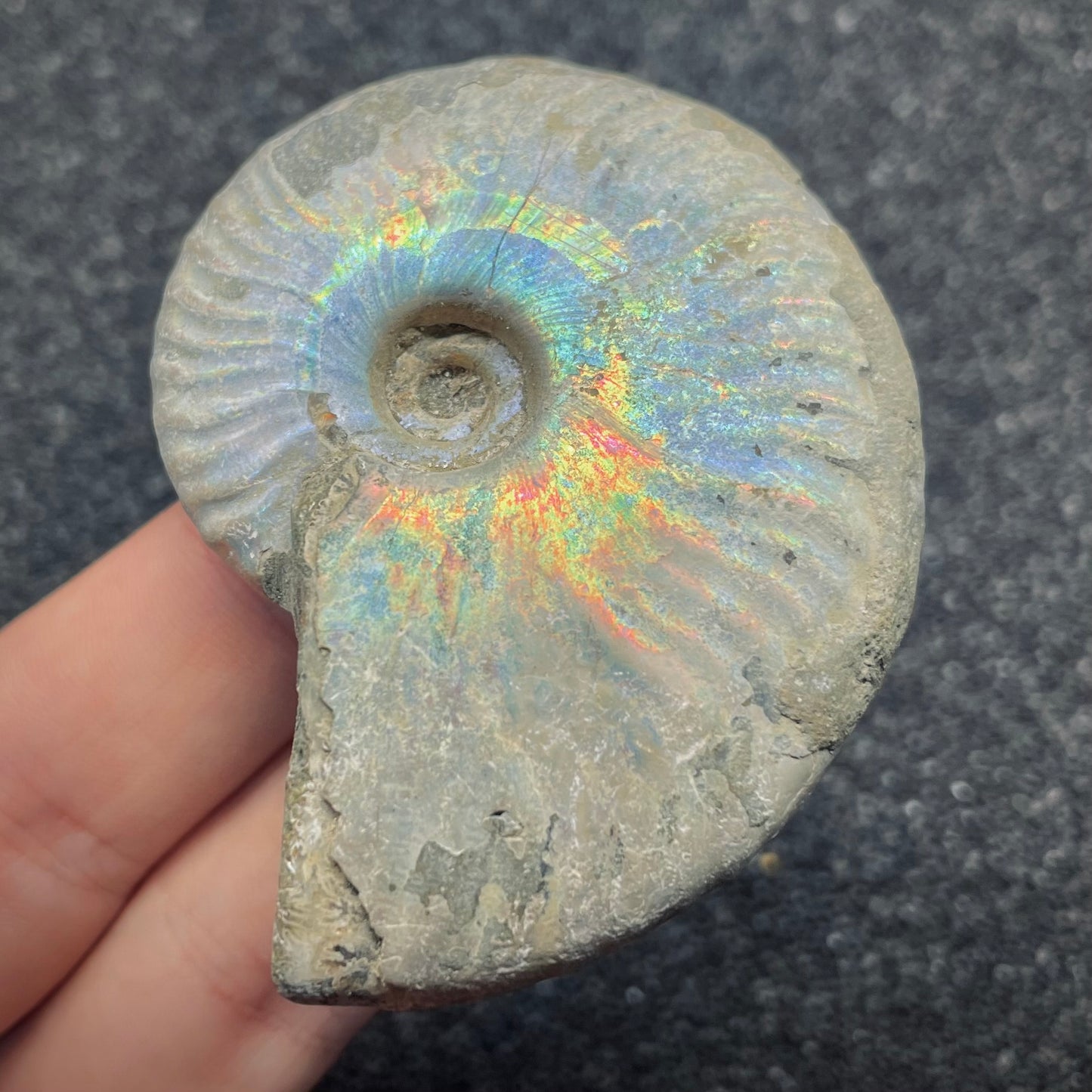 F2654 | Ammonite | Cleoniceras sp.